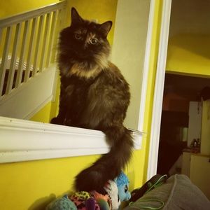 Meet your Posher, Cassandra